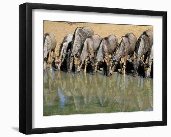 Blue Wildebeest (Connochaetes Taurinus) Drinking at Waterhole, Mkuze, South Africa, Africa-Steve & Ann Toon-Framed Photographic Print