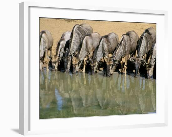 Blue Wildebeest (Connochaetes Taurinus) Drinking at Waterhole, Mkuze, South Africa, Africa-Steve & Ann Toon-Framed Photographic Print