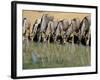 Blue Wildebeest (Connochaetes Taurinus) Drinking at Waterhole, Mkuze, South Africa, Africa-Steve & Ann Toon-Framed Photographic Print