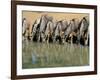 Blue Wildebeest (Connochaetes Taurinus) Drinking at Waterhole, Mkuze, South Africa, Africa-Steve & Ann Toon-Framed Photographic Print