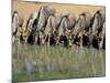 Blue Wildebeest (Connochaetes Taurinus) Drinking at Waterhole, Mkuze, South Africa, Africa-Steve & Ann Toon-Mounted Photographic Print