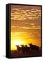 Blue Wildebeest (Connochaetes Taurinus) Herd Silhouetted Against the Rising Sun with Clouds-Wim van den Heever-Framed Stretched Canvas