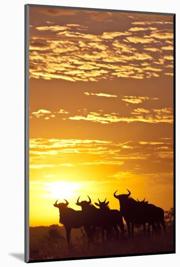 Blue Wildebeest (Connochaetes Taurinus) Herd Silhouetted Against the Rising Sun with Clouds-Wim van den Heever-Mounted Photographic Print