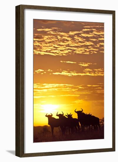 Blue Wildebeest (Connochaetes Taurinus) Herd Silhouetted Against the Rising Sun with Clouds-Wim van den Heever-Framed Photographic Print