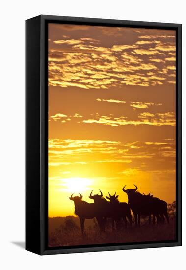 Blue Wildebeest (Connochaetes Taurinus) Herd Silhouetted Against the Rising Sun with Clouds-Wim van den Heever-Framed Stretched Canvas