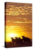 Blue Wildebeest (Connochaetes Taurinus) Herd Silhouetted Against the Rising Sun with Clouds-Wim van den Heever-Stretched Canvas