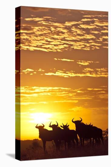 Blue Wildebeest (Connochaetes Taurinus) Herd Silhouetted Against the Rising Sun with Clouds-Wim van den Heever-Stretched Canvas