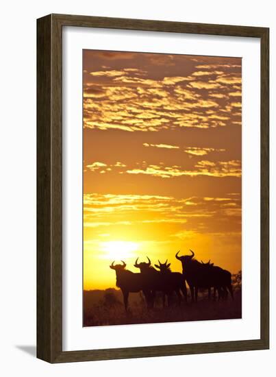 Blue Wildebeest (Connochaetes Taurinus) Herd Silhouetted Against the Rising Sun with Clouds-Wim van den Heever-Framed Photographic Print