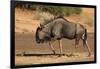 Blue wildebeest (Connochaetes taurinus), Kgalagadi Transfrontier Park, South Africa-David Wall-Framed Photographic Print