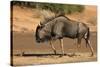 Blue wildebeest (Connochaetes taurinus), Kgalagadi Transfrontier Park, South Africa-David Wall-Stretched Canvas