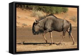 Blue wildebeest (Connochaetes taurinus), Kgalagadi Transfrontier Park, South Africa-David Wall-Framed Stretched Canvas