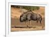 Blue wildebeest (Connochaetes taurinus), Kgalagadi Transfrontier Park, South Africa-David Wall-Framed Photographic Print