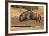 Blue wildebeest (Connochaetes taurinus), Kgalagadi Transfrontier Park, South Africa-David Wall-Framed Photographic Print