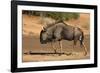 Blue wildebeest (Connochaetes taurinus), Kgalagadi Transfrontier Park, South Africa-David Wall-Framed Photographic Print