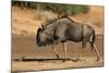 Blue wildebeest (Connochaetes taurinus), Kgalagadi Transfrontier Park, South Africa-David Wall-Mounted Photographic Print