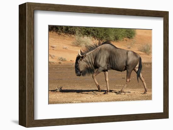 Blue wildebeest (Connochaetes taurinus), Kgalagadi Transfrontier Park, South Africa-David Wall-Framed Photographic Print