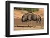 Blue wildebeest (Connochaetes taurinus), Kgalagadi Transfrontier Park, South Africa-David Wall-Framed Photographic Print