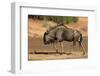 Blue wildebeest (Connochaetes taurinus), Kgalagadi Transfrontier Park, South Africa-David Wall-Framed Photographic Print