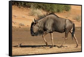 Blue wildebeest (Connochaetes taurinus), Kgalagadi Transfrontier Park, South Africa-David Wall-Framed Stretched Canvas
