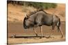 Blue wildebeest (Connochaetes taurinus), Kgalagadi Transfrontier Park, South Africa-David Wall-Stretched Canvas