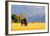 Blue wildebeest (Connochaetes taurinus), Mlilwane Wildlife Sanctuary, Swaziland, Africa-Christian Kober-Framed Photographic Print