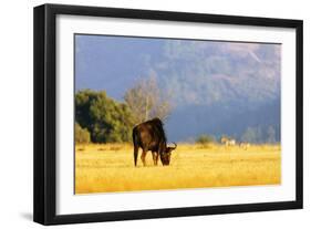 Blue wildebeest (Connochaetes taurinus), Mlilwane Wildlife Sanctuary, Swaziland, Africa-Christian Kober-Framed Photographic Print