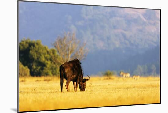 Blue wildebeest (Connochaetes taurinus), Mlilwane Wildlife Sanctuary, Swaziland, Africa-Christian Kober-Mounted Photographic Print