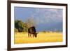 Blue wildebeest (Connochaetes taurinus), Mlilwane Wildlife Sanctuary, Swaziland, Africa-Christian Kober-Framed Photographic Print