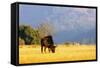 Blue wildebeest (Connochaetes taurinus), Mlilwane Wildlife Sanctuary, Swaziland, Africa-Christian Kober-Framed Stretched Canvas