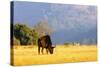 Blue wildebeest (Connochaetes taurinus), Mlilwane Wildlife Sanctuary, Swaziland, Africa-Christian Kober-Stretched Canvas