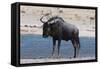 Blue Wildebeest (Connochaetes Taurinus), Nxai Pan National Park, Botswana, Africa-Sergio-Framed Stretched Canvas