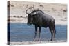 Blue Wildebeest (Connochaetes Taurinus), Nxai Pan National Park, Botswana, Africa-Sergio-Stretched Canvas