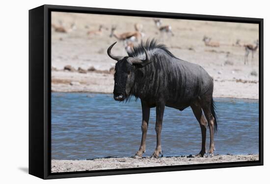 Blue Wildebeest (Connochaetes Taurinus), Nxai Pan National Park, Botswana, Africa-Sergio-Framed Stretched Canvas