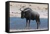 Blue Wildebeest (Connochaetes Taurinus), Nxai Pan National Park, Botswana, Africa-Sergio-Framed Stretched Canvas