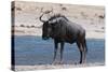 Blue Wildebeest (Connochaetes Taurinus), Nxai Pan National Park, Botswana, Africa-Sergio-Stretched Canvas
