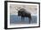 Blue Wildebeest (Connochaetes Taurinus), Nxai Pan National Park, Botswana, Africa-Sergio-Framed Photographic Print