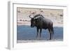 Blue Wildebeest (Connochaetes Taurinus), Nxai Pan National Park, Botswana, Africa-Sergio-Framed Photographic Print