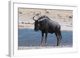 Blue Wildebeest (Connochaetes Taurinus), Nxai Pan National Park, Botswana, Africa-Sergio-Framed Photographic Print