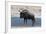 Blue Wildebeest (Connochaetes Taurinus), Nxai Pan National Park, Botswana, Africa-Sergio-Framed Photographic Print