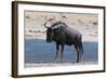 Blue Wildebeest (Connochaetes Taurinus), Nxai Pan National Park, Botswana, Africa-Sergio-Framed Photographic Print