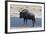 Blue Wildebeest (Connochaetes Taurinus), Nxai Pan National Park, Botswana, Africa-Sergio-Framed Photographic Print