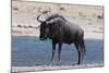Blue Wildebeest (Connochaetes Taurinus), Nxai Pan National Park, Botswana, Africa-Sergio-Mounted Photographic Print