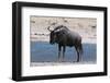 Blue Wildebeest (Connochaetes Taurinus), Nxai Pan National Park, Botswana, Africa-Sergio-Framed Photographic Print