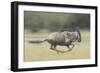 Blue Wildebeest (Connochaetes Taurinus) Running, Masai Mara, Kenya-Wim van den Heever-Framed Photographic Print