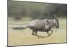 Blue Wildebeest (Connochaetes Taurinus) Running, Masai Mara, Kenya-Wim van den Heever-Mounted Photographic Print