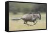 Blue Wildebeest (Connochaetes Taurinus) Running, Masai Mara, Kenya-Wim van den Heever-Framed Stretched Canvas