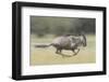 Blue Wildebeest (Connochaetes Taurinus) Running, Masai Mara, Kenya-Wim van den Heever-Framed Photographic Print