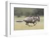 Blue Wildebeest (Connochaetes Taurinus) Running, Masai Mara, Kenya-Wim van den Heever-Framed Photographic Print