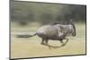 Blue Wildebeest (Connochaetes Taurinus) Running, Masai Mara, Kenya-Wim van den Heever-Mounted Photographic Print