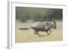 Blue Wildebeest (Connochaetes Taurinus) Running, Masai Mara, Kenya-Wim van den Heever-Framed Photographic Print